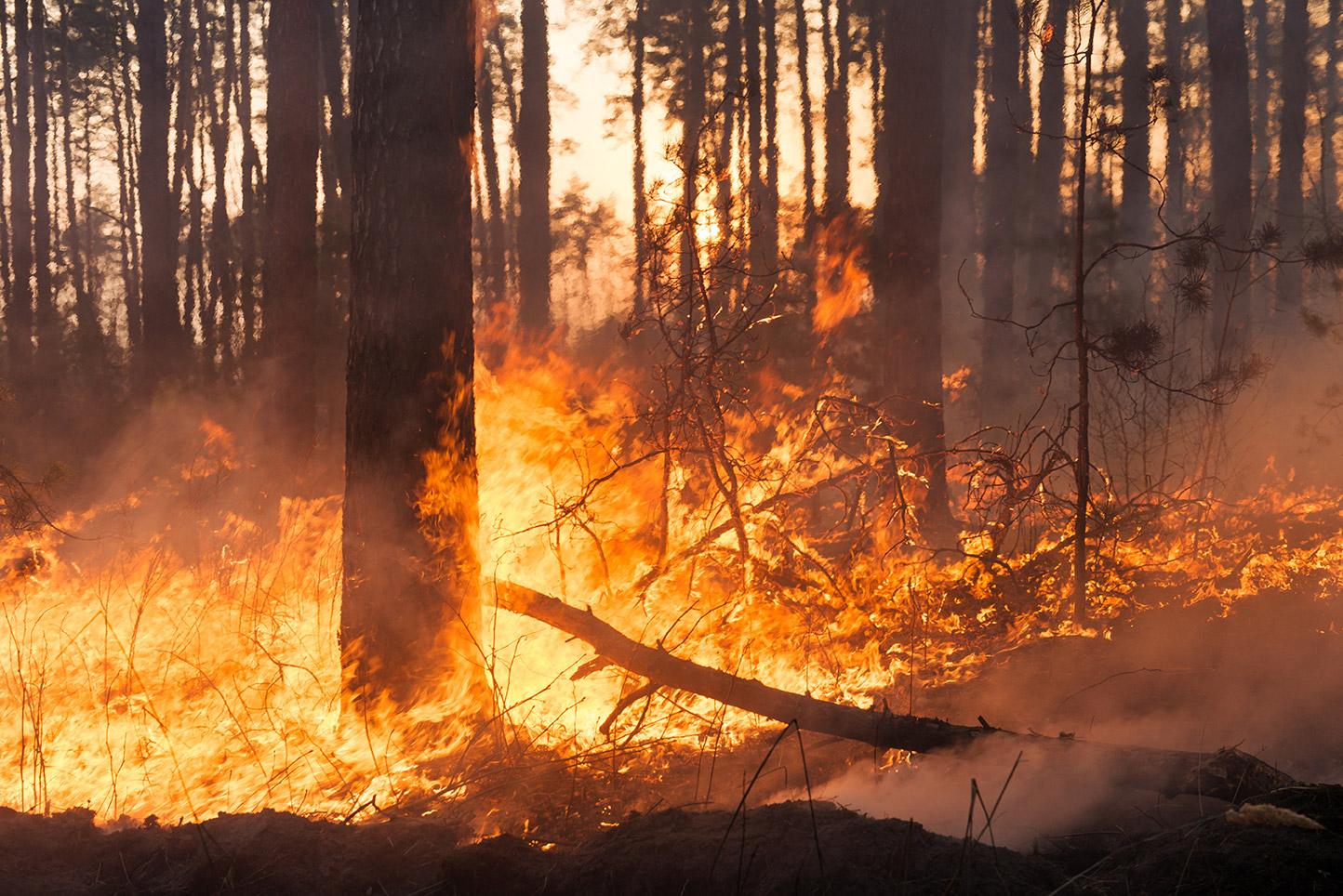 Responsabilidad-incendio-forestal